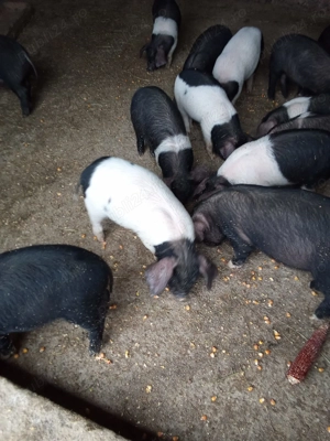 Vand purcei  - imagine 4