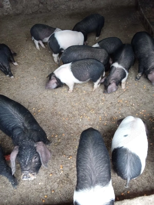 Vand purcei  - imagine 2