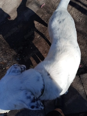 Vand căina alabai de 12 luni 60 kg   - imagine 3