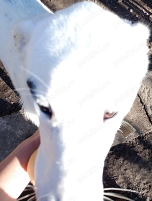 Vând căina alabai de 11 luni 50 kg 