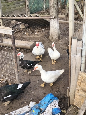 Rațe mute leșești tineret familie 9  - imagine 3