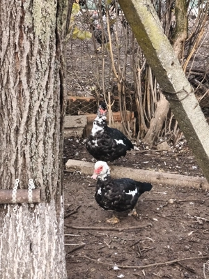 Rațe mute leșești tineret familie 9  - imagine 2