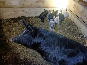 Purcei mangalița bazna - imagine 2