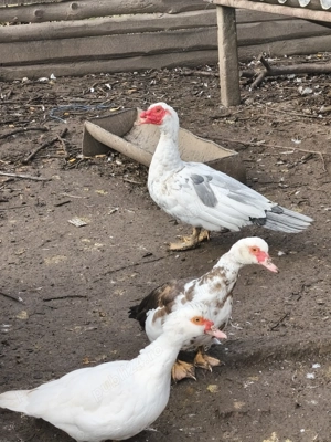 Rațe mute leșești tineret familie 9 