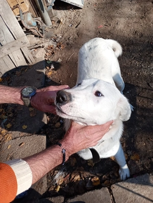 Vand căina alabai de 12 luni 60 kg   - imagine 2