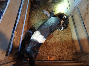 Purcei mangalița bazna - imagine 3