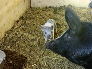 Purcei mangalița bazna - imagine 4