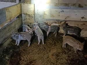 Purcei mangalița bazna - imagine 5