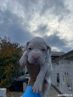 Vand pui din rasa Dog Argentinian - imagine 3