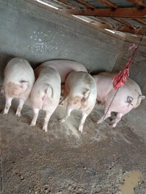 Porci de carne  - imagine 3