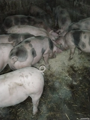 vind soldani - imagine 3