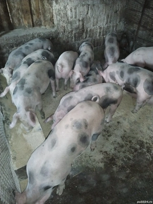 vind soldani - imagine 4