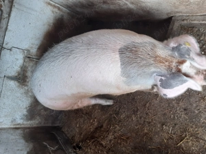 Porc de vânzare 
