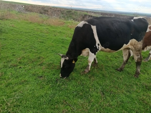 De vânzare vacă gestantă