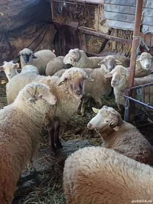 Oi tinere  - imagine 4