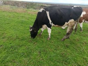 De vânzare vacă gestantă - imagine 2