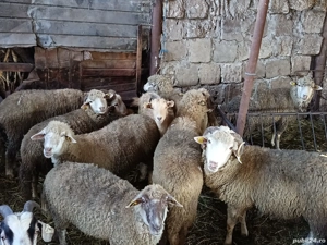 Oi tinere  - imagine 2