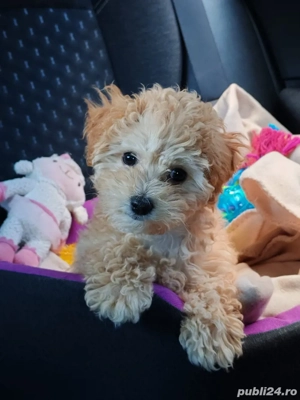    Winnie își caută o căsuță iubitoare!     