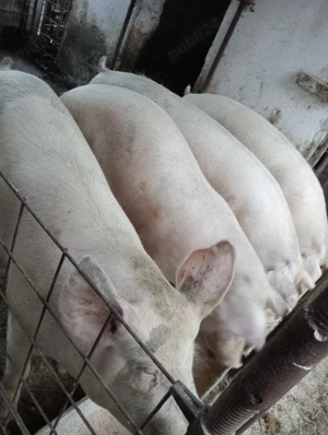 Porci de vînzare pentru masa de Crăciun în comuna Hotarele judetul Giurgiu!  - imagine 2