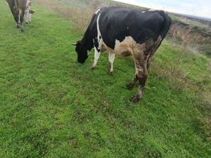 De vânzare vacă gestantă - imagine 3