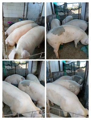 Porci de vînzare pentru masa de Crăciun în comuna Hotarele judetul Giurgiu! 