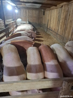 de vanzare porci de carne