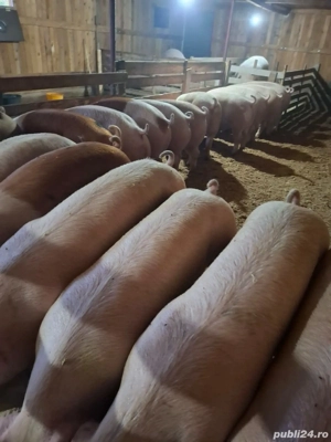 vând porci de carne - imagine 2