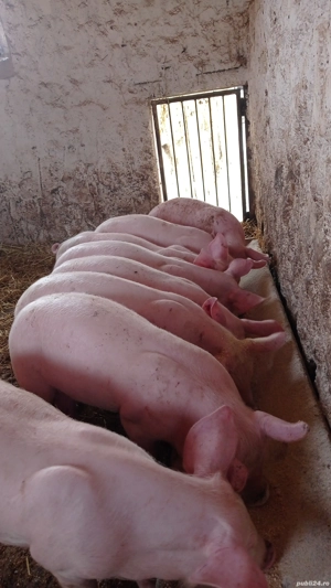 vând șoldani între 30-35 kg rasă marele alb 