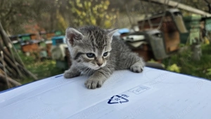 Pui de pisica rasa europeana