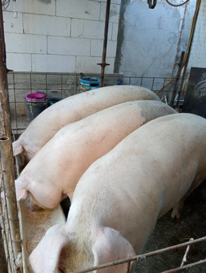 Porci de vînzare in comuna Hotarele judetul Giurgiu disponibil și carcasă!  - imagine 2