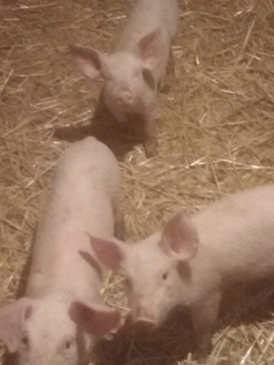 Vând purcei duroc și landras