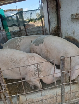 Porci de vînzare in comuna Hotarele judetul Giurgiu disponibil și carcasă!  - imagine 3