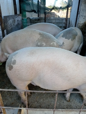 Porci de vînzare in comuna Hotarele judetul Giurgiu disponibil și carcasă!  - imagine 5