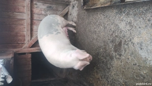 vind porc crescut bio