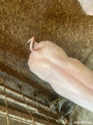 porci si purcei de vanzare  - imagine 4