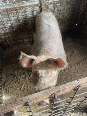 porci si purcei de vanzare  - imagine 5
