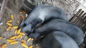 Vând porci pentru sacrificat  - imagine 2