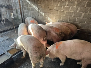 Porci de Tara crescuti cu cereale din propria gospodarie ! 