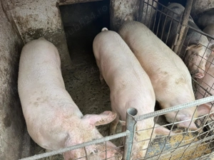 Porci de vânzare 