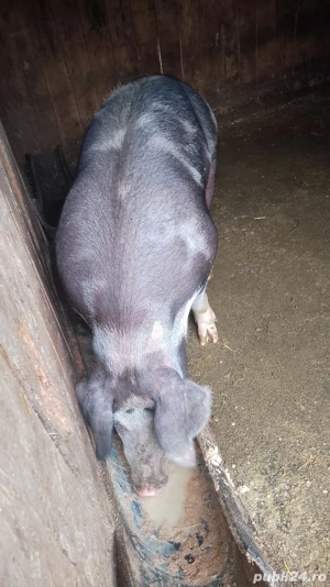 de vanzare - imagine 2