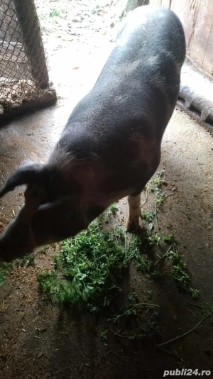 de vanzare - imagine 3