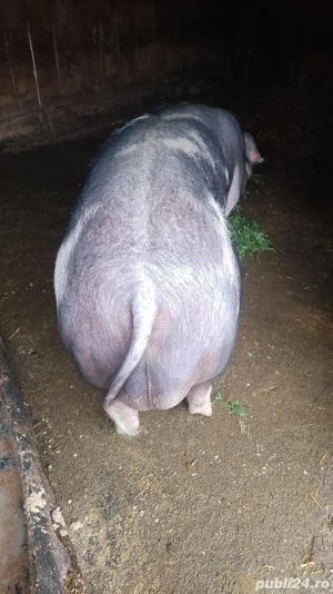 de vanzare - imagine 4