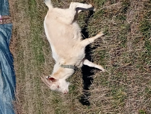 Van țap de anul acesta