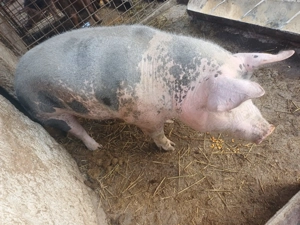Vând porc  pietrain belgian rasa de carne pt tăiat  - imagine 2
