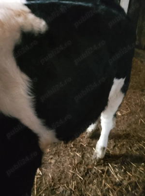 vand vitel de carne pt taiat de cca 320 kg - imagine 2