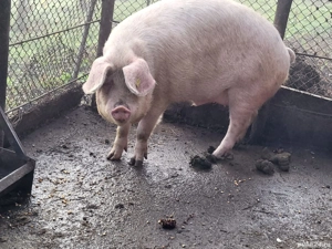 Disponibil  - imagine 2