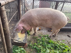 Disponibil  - imagine 3