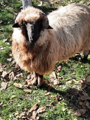 Capre și oi - imagine 2