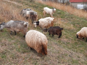 Capre și oi - imagine 3