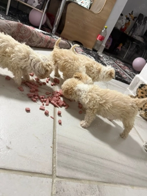 Vand bichon havanez de talie mica